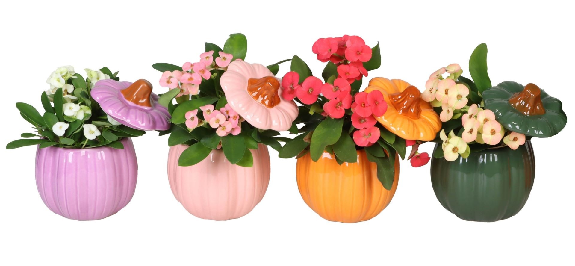 L 66518 With Euphorbia Milii Mix 6 cm, D 6 cm