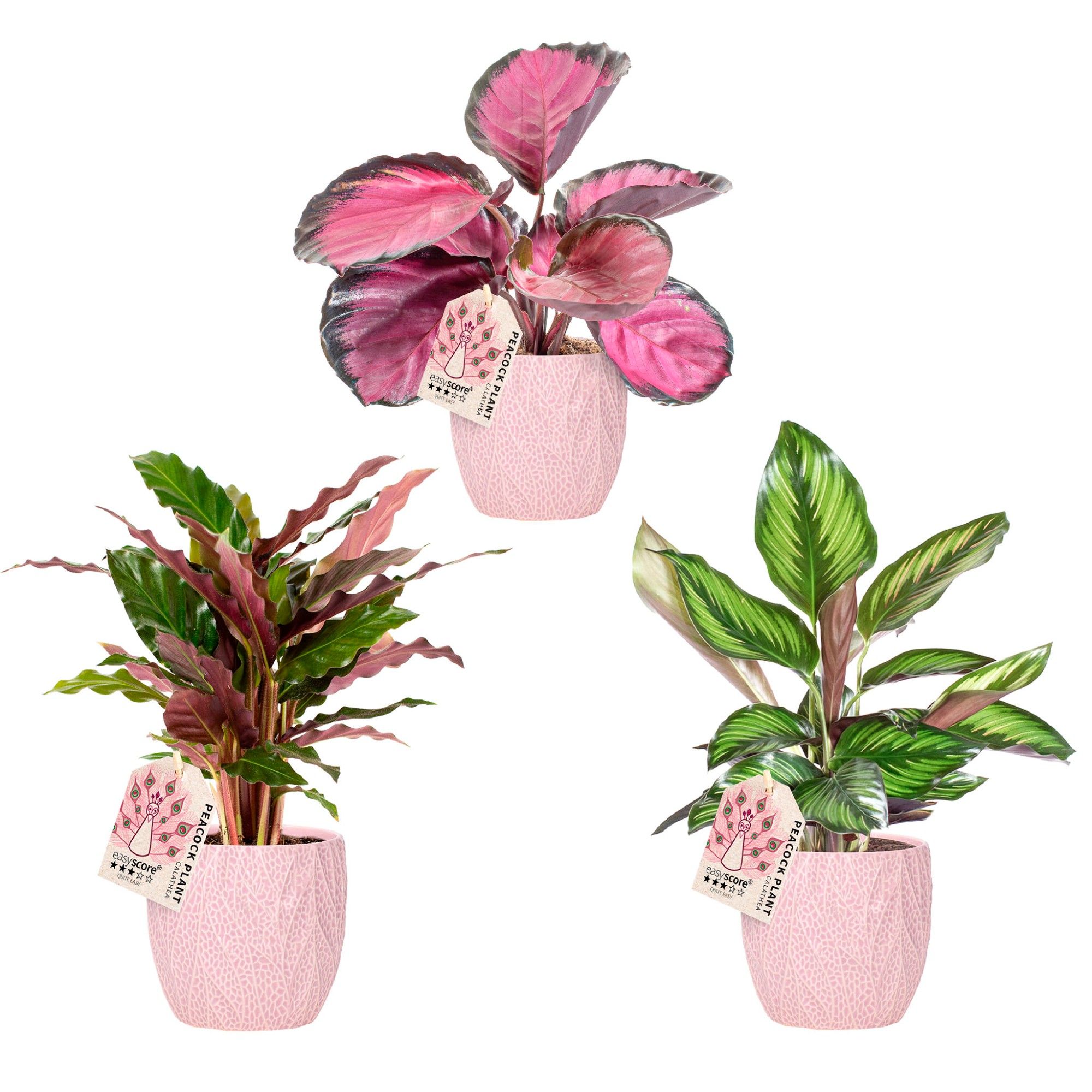 Leaf Rosa, Calathea Mix, D 12