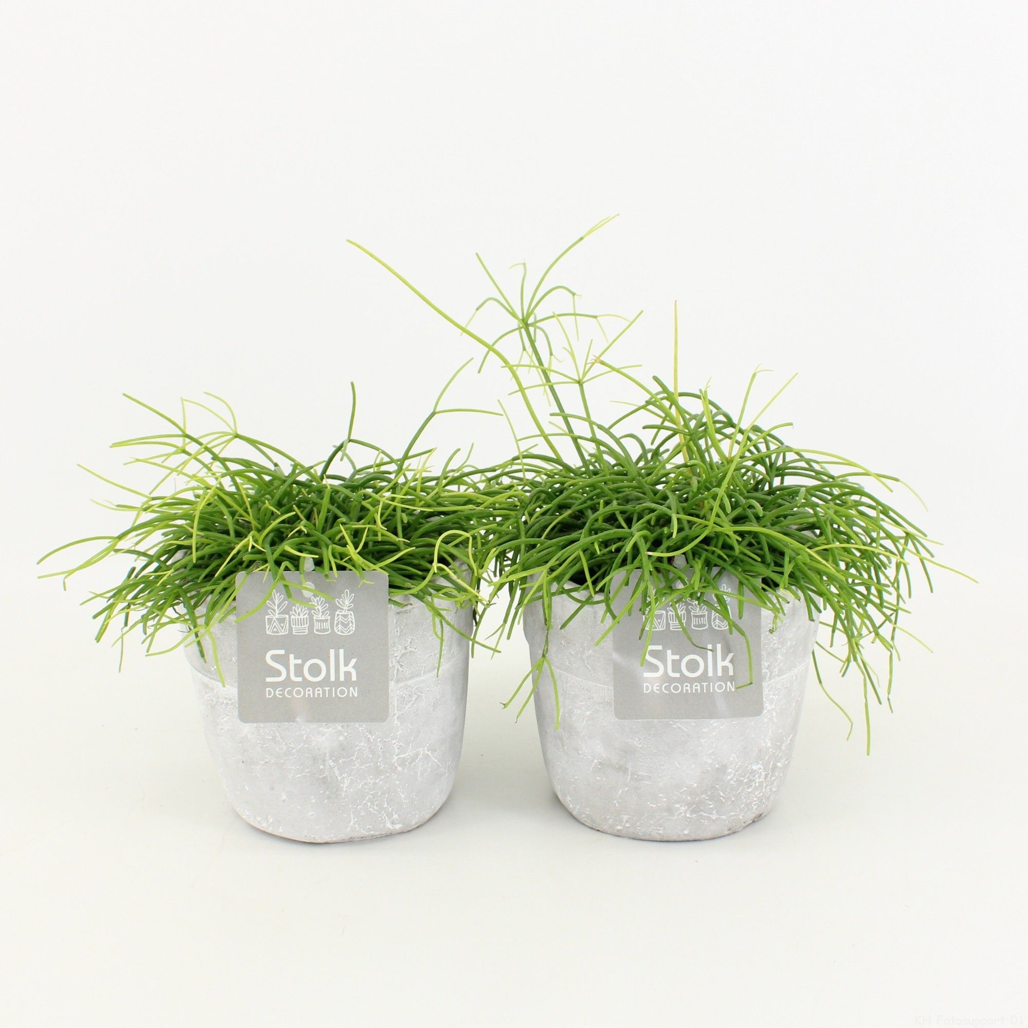 Rhipsalis Cassutha in stone look pot, D 13