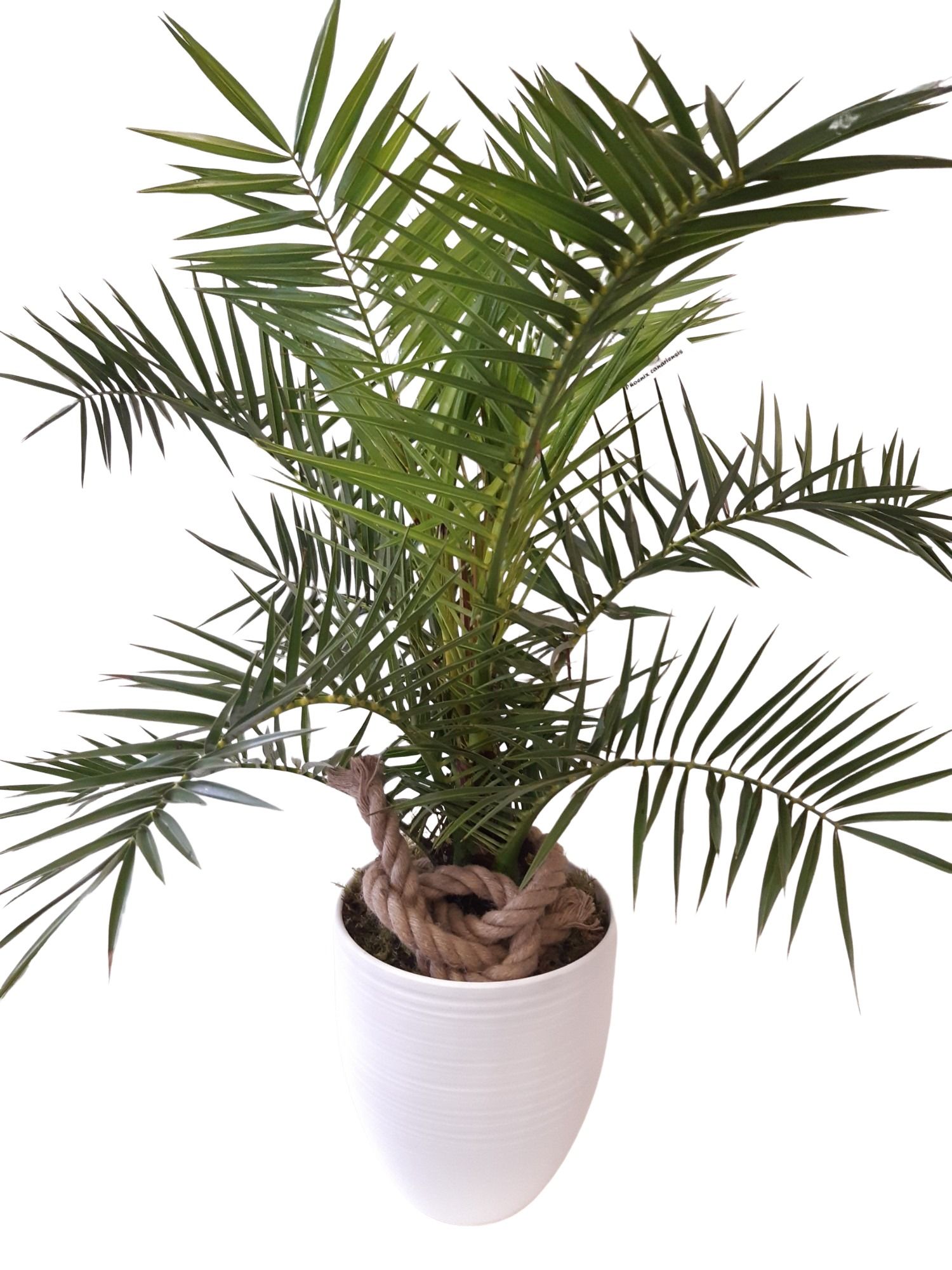 WHI25PHOCA Vaas Wit Phoenix Canariensis, D 25