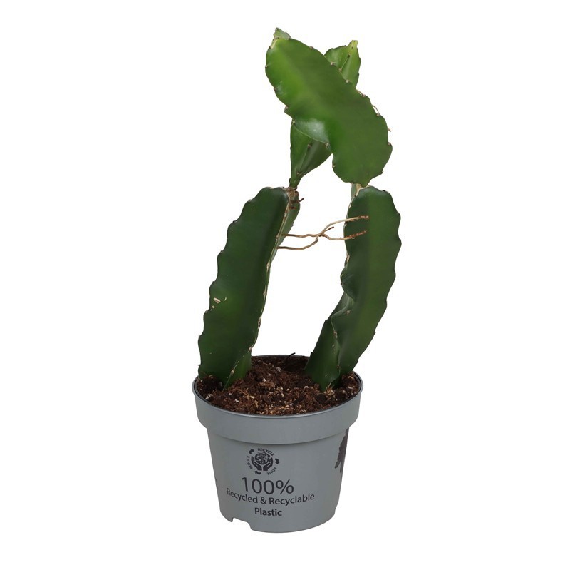 HYLOCEREUS UNDATUS 'Dragon Fruit Cactus', D 12