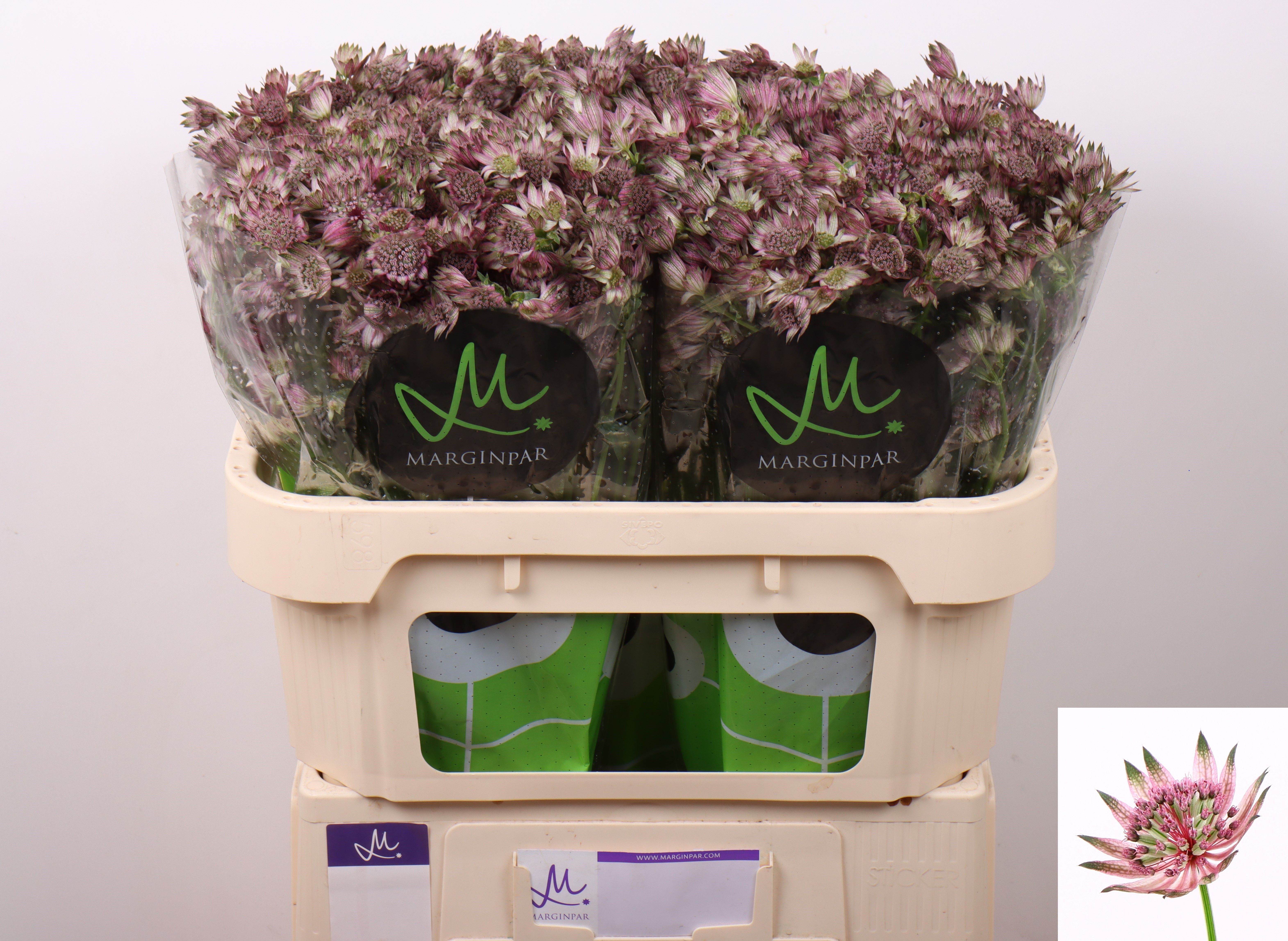 Астранция Стар Оф Африка 70, шт.