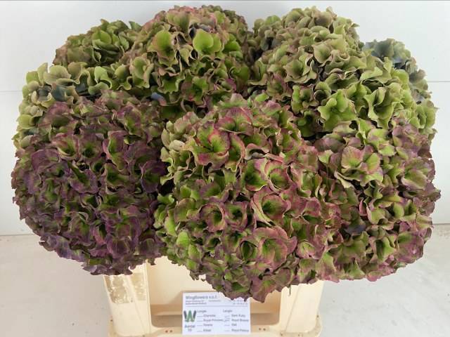 Гортензия Роял Бриз Блю Классик 50, шт.