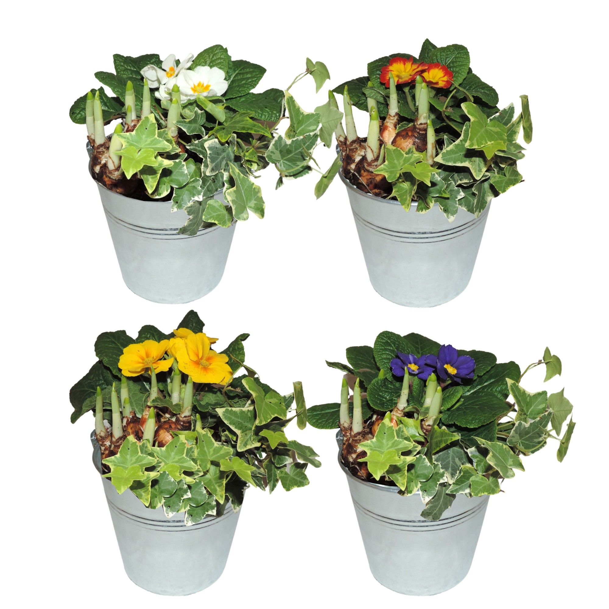 Arrangement Early Spring Specials in Zinken Emmer 13 cm Gemengd, D 13