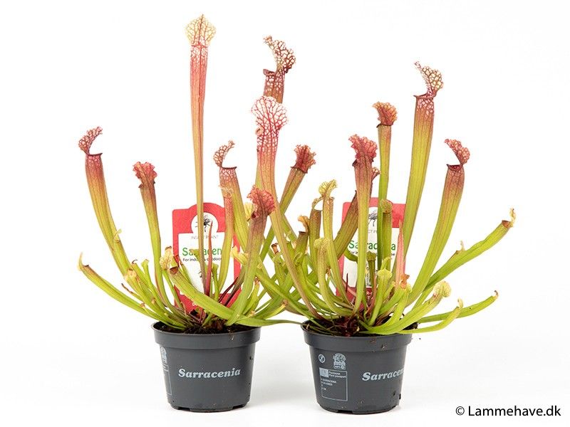 SARRACENIA STEVENSII 112, D 9