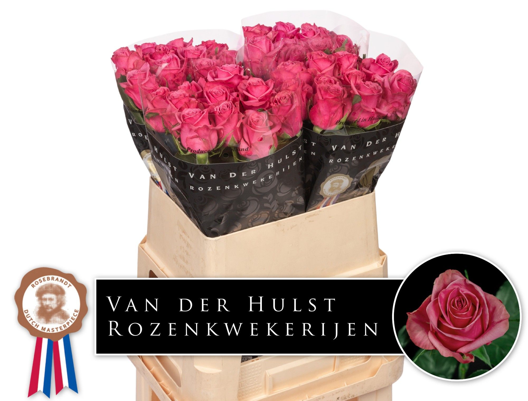 Роза од. Кисс Ми Кейт 80, шт.