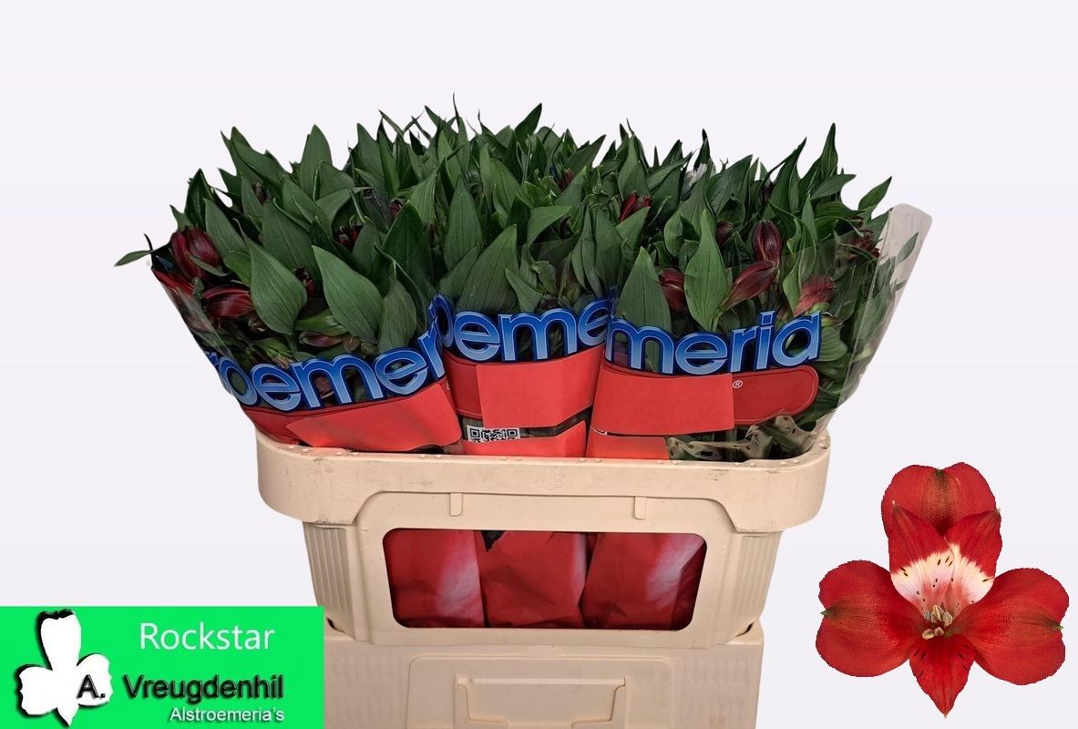 Альстромерия Рокстар, шт.