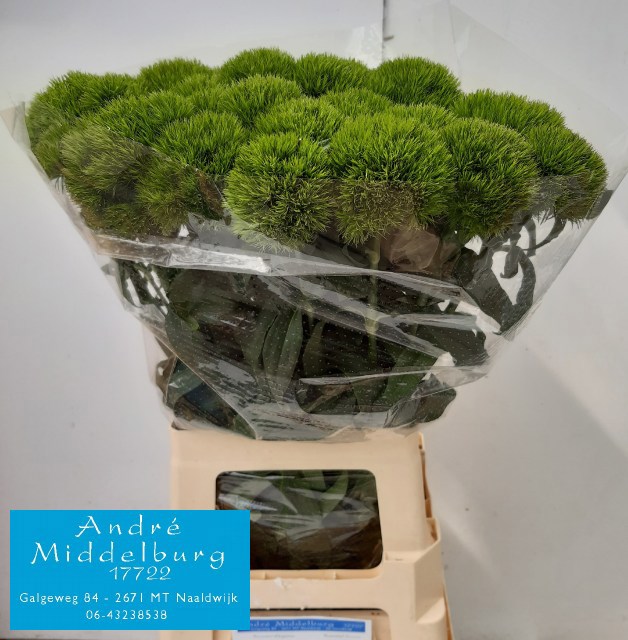 Диантус Барбатус Грин Вики 65, шт.