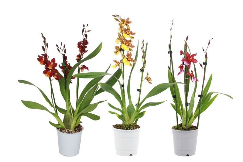 Cambria p12 mix 3T, D 12