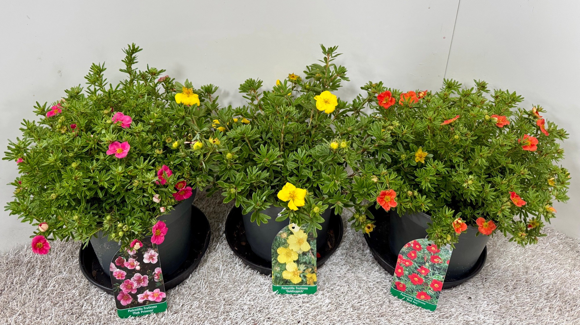 Potentilla fruticosa in Sorten, D 19