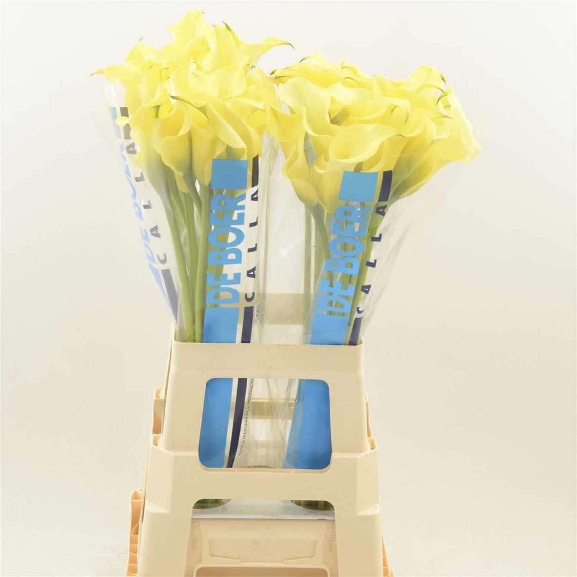 Калла Элис Спрингс 70, шт.