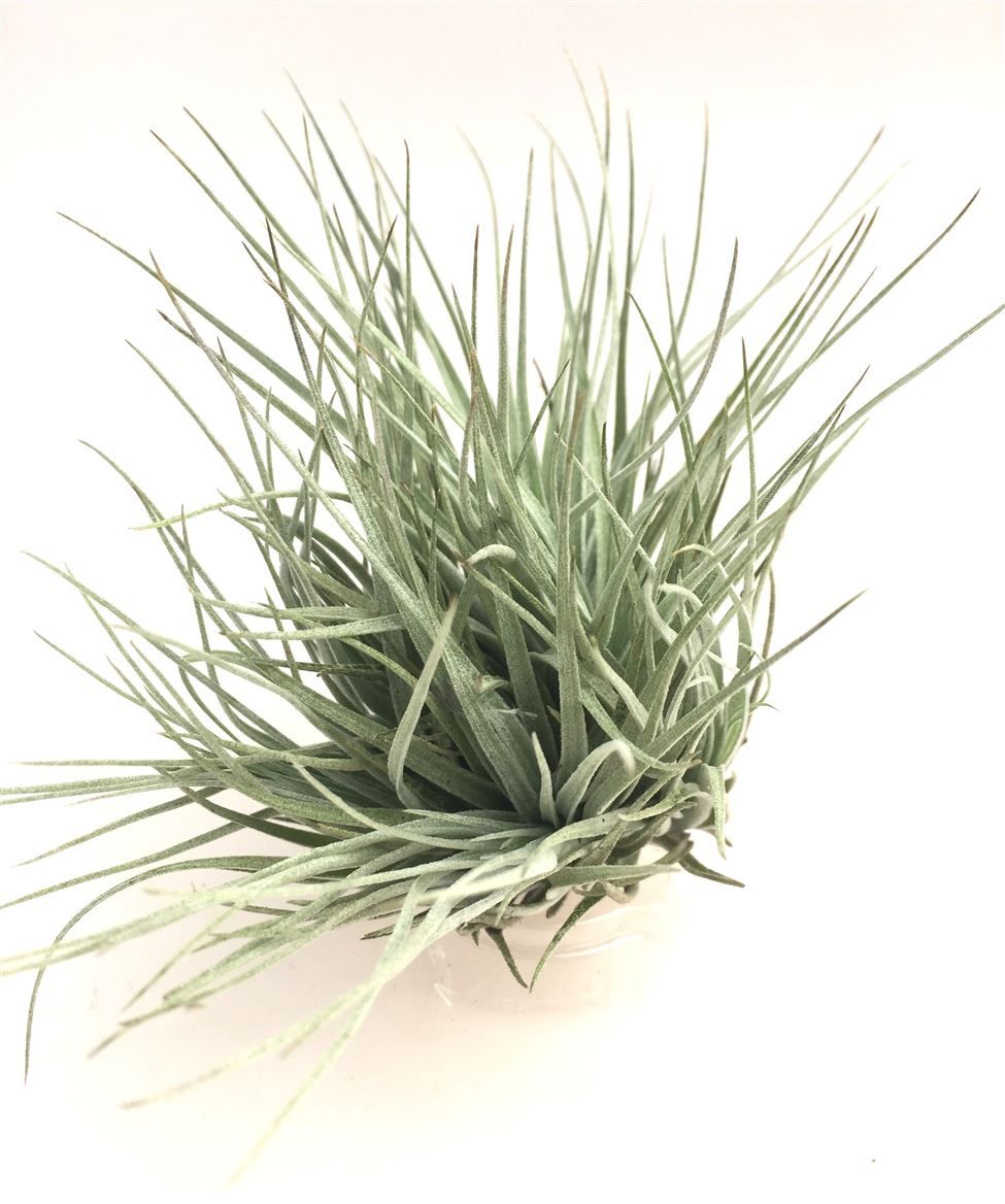 Tillandsia 'Cotton Candy' zonder bloem, D 10