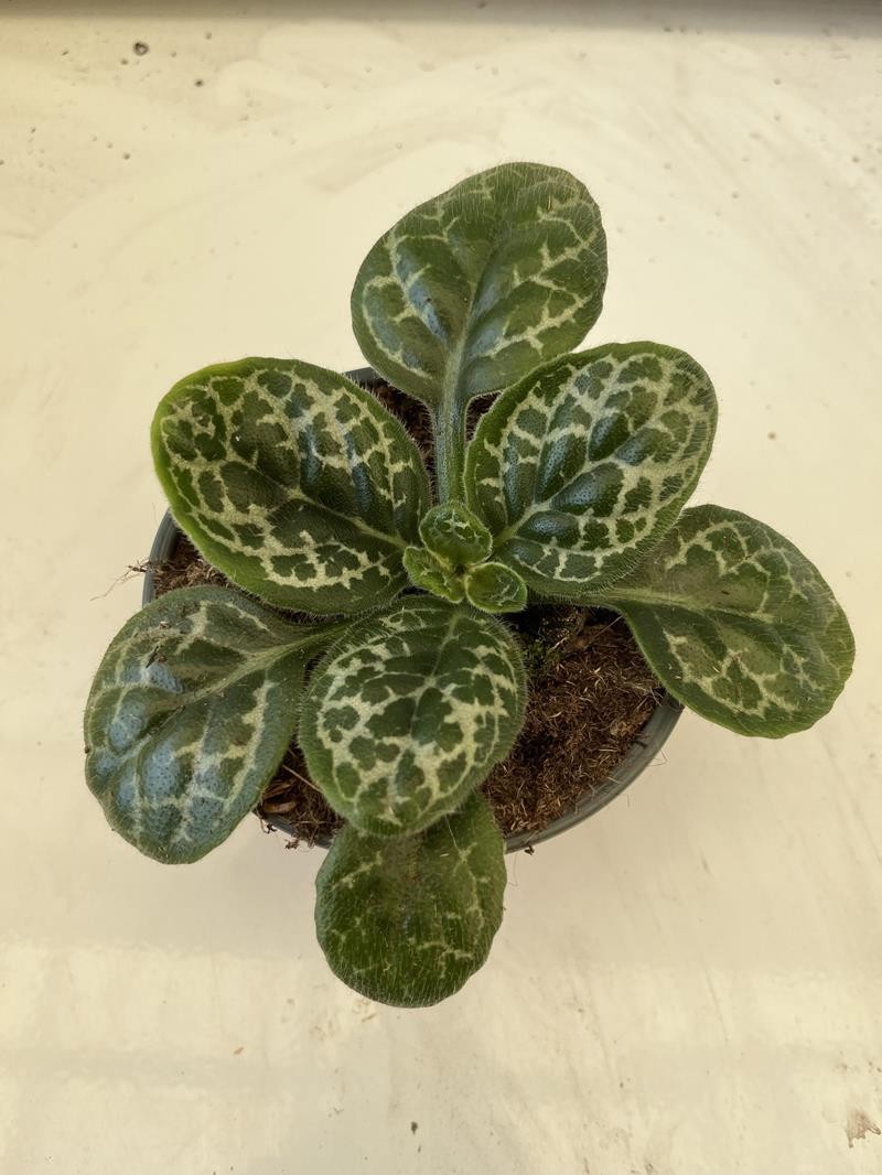 STREPTOCARPUS-HYBRID 'PRETTY TURTLE', D 12