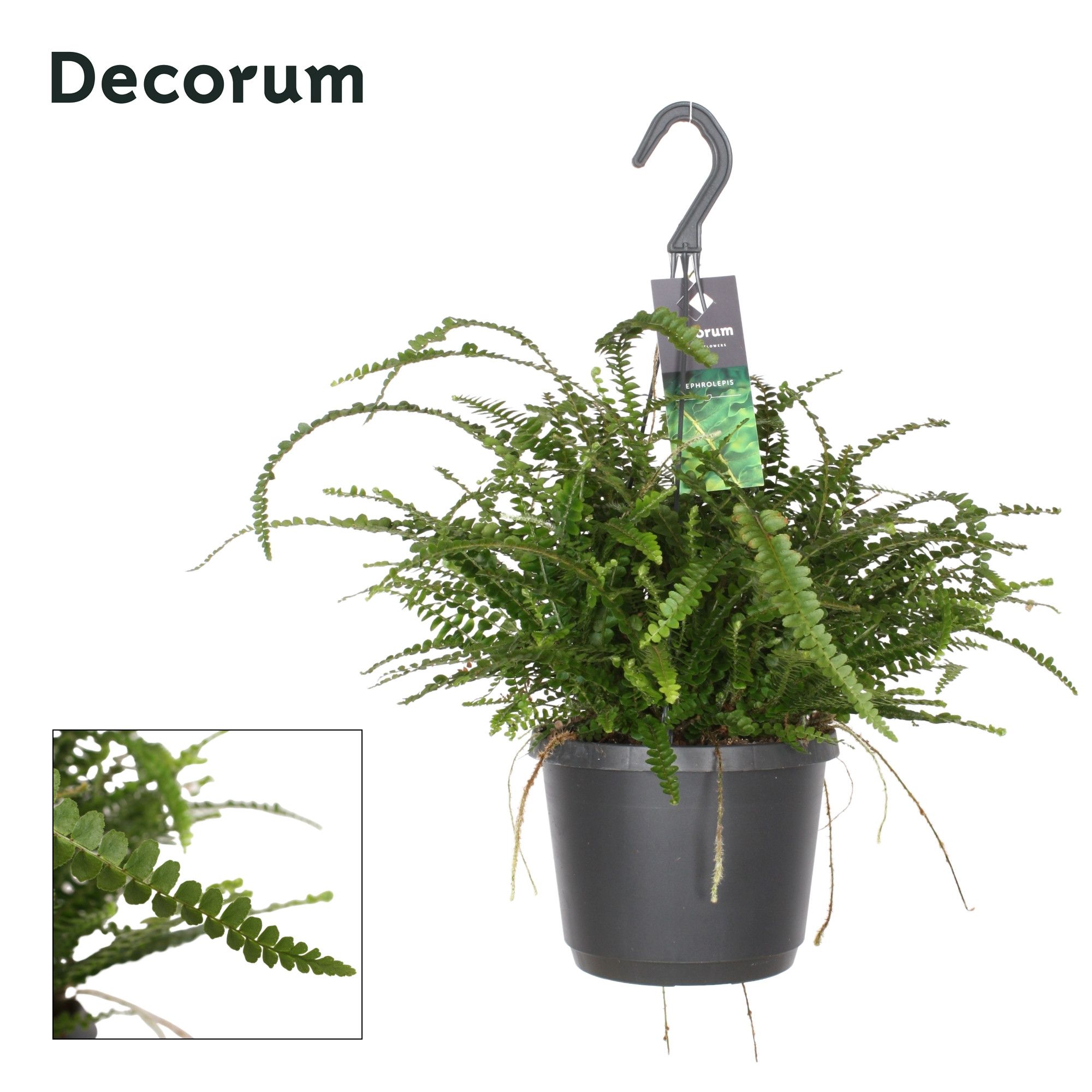 Nephrolepis Duffi, D 17