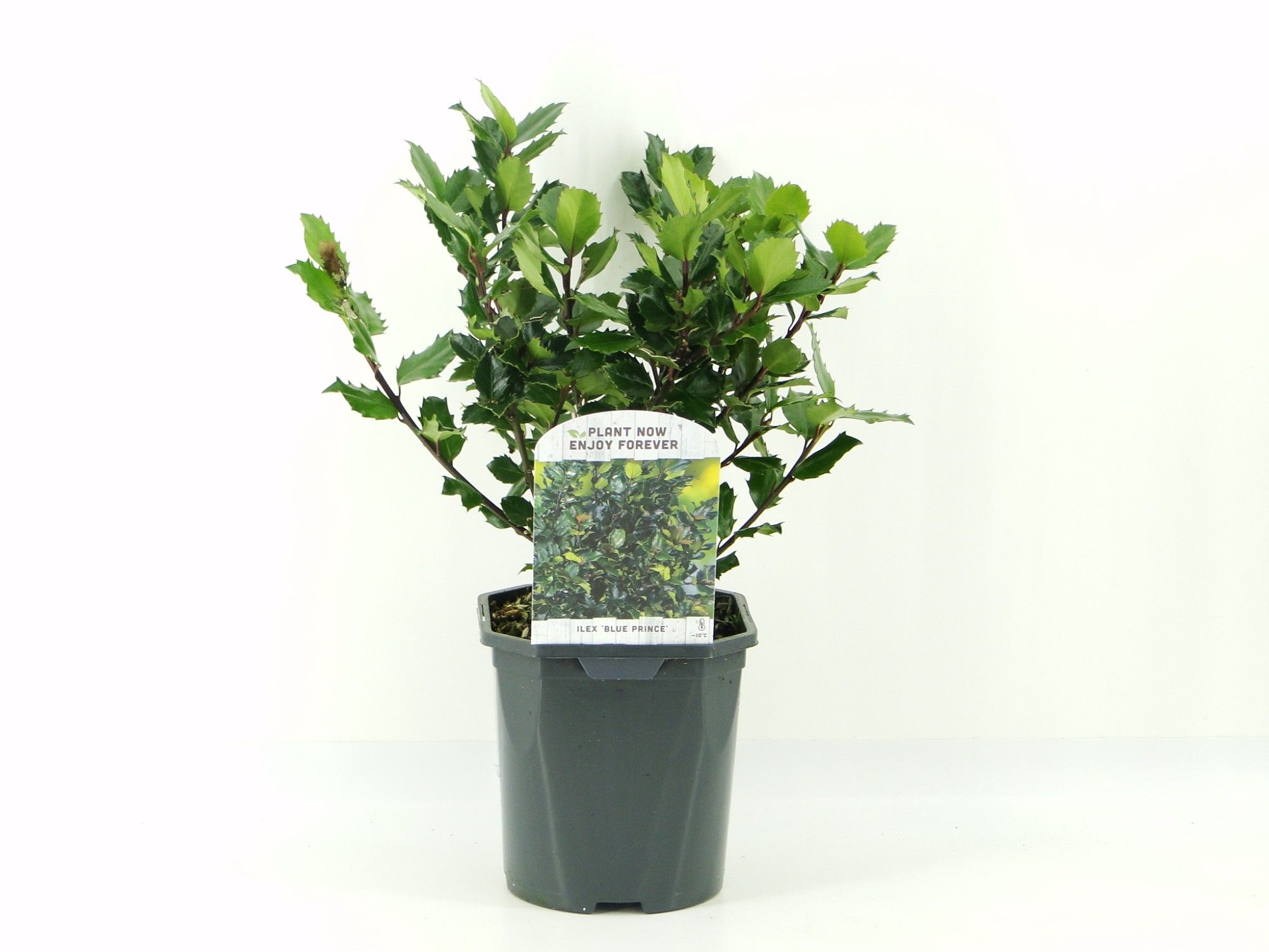 Ilex mes. Blue Prince, D 17 cm Ilex mes. Blue Prince, D 17 cm