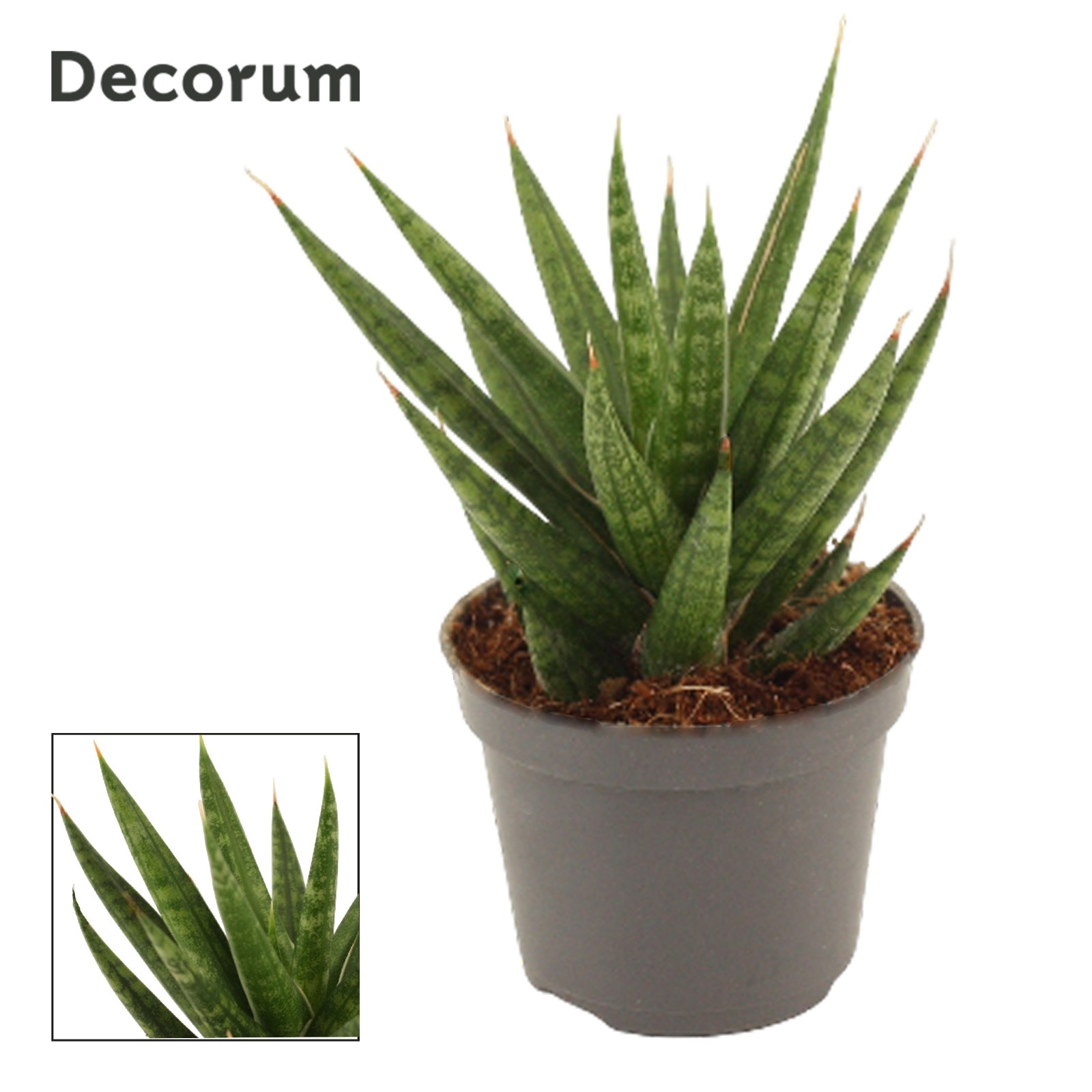Sansevieria Francisii 6 cm (Decorum), D 6 cm