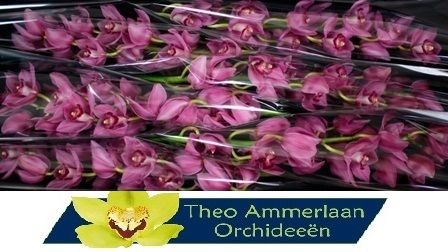 Цимбидиум Валентина x6 80, шт.