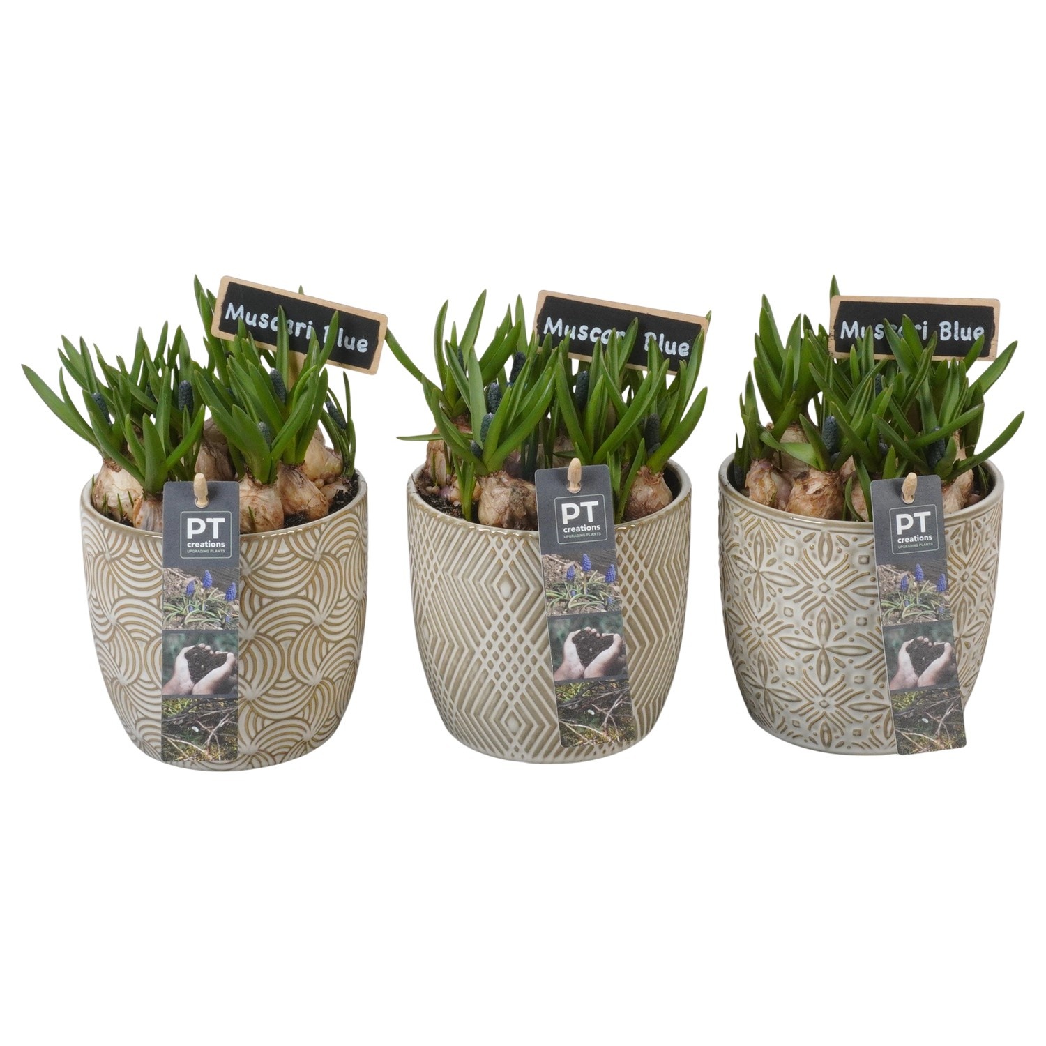 PTMB6316 Arrangement Muscari Blue in keramiek mix, D 12