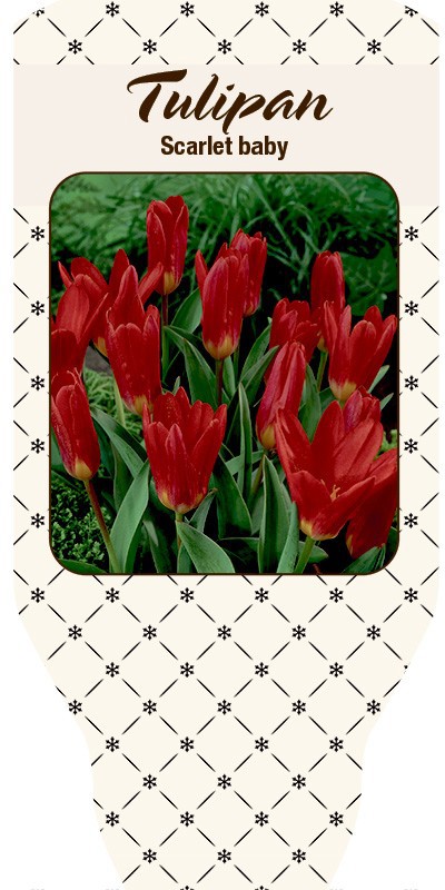 TULIPA FERGANICA 'Scarlet Baby', D 10