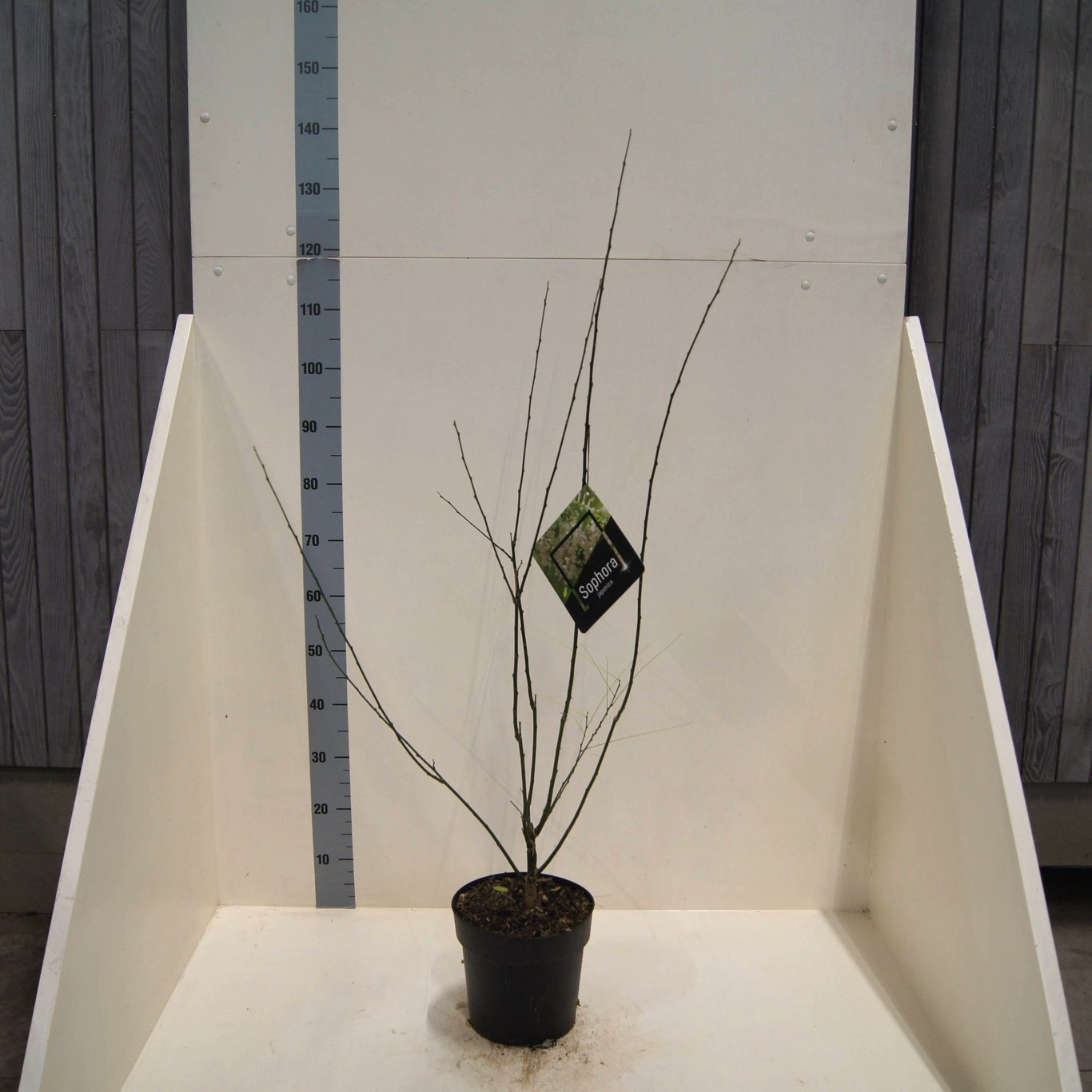 Styphnolobium japonicum, D 24