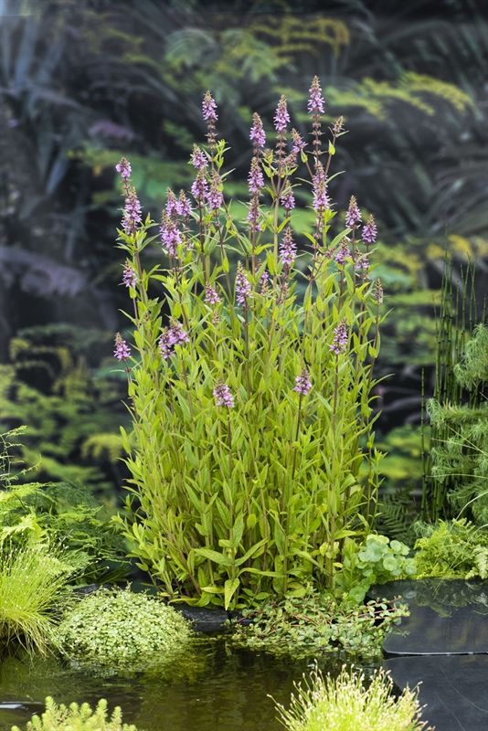 Stachys palustris, D 9