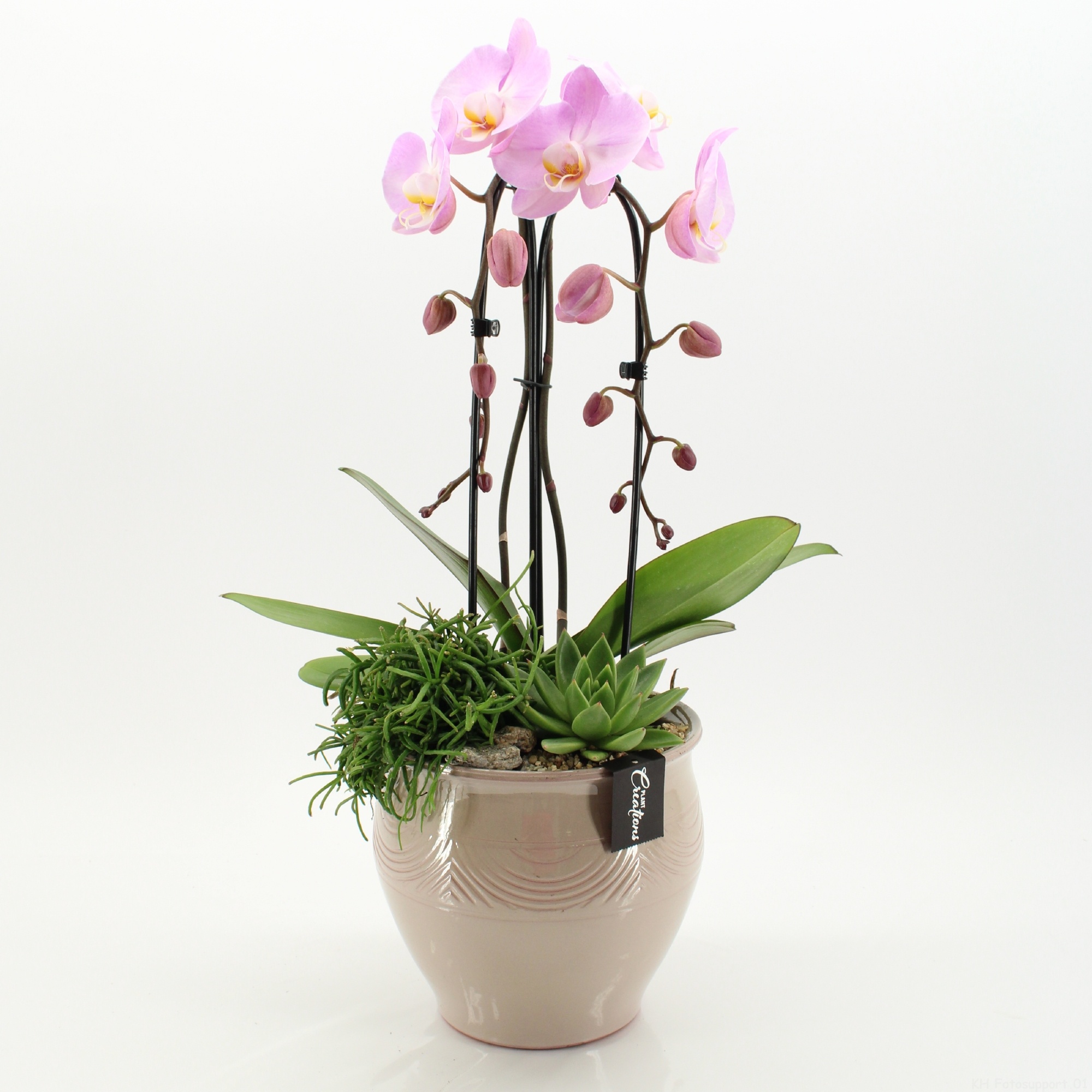 PHAL-2635RZ Phalaenopsis creatie, D 20