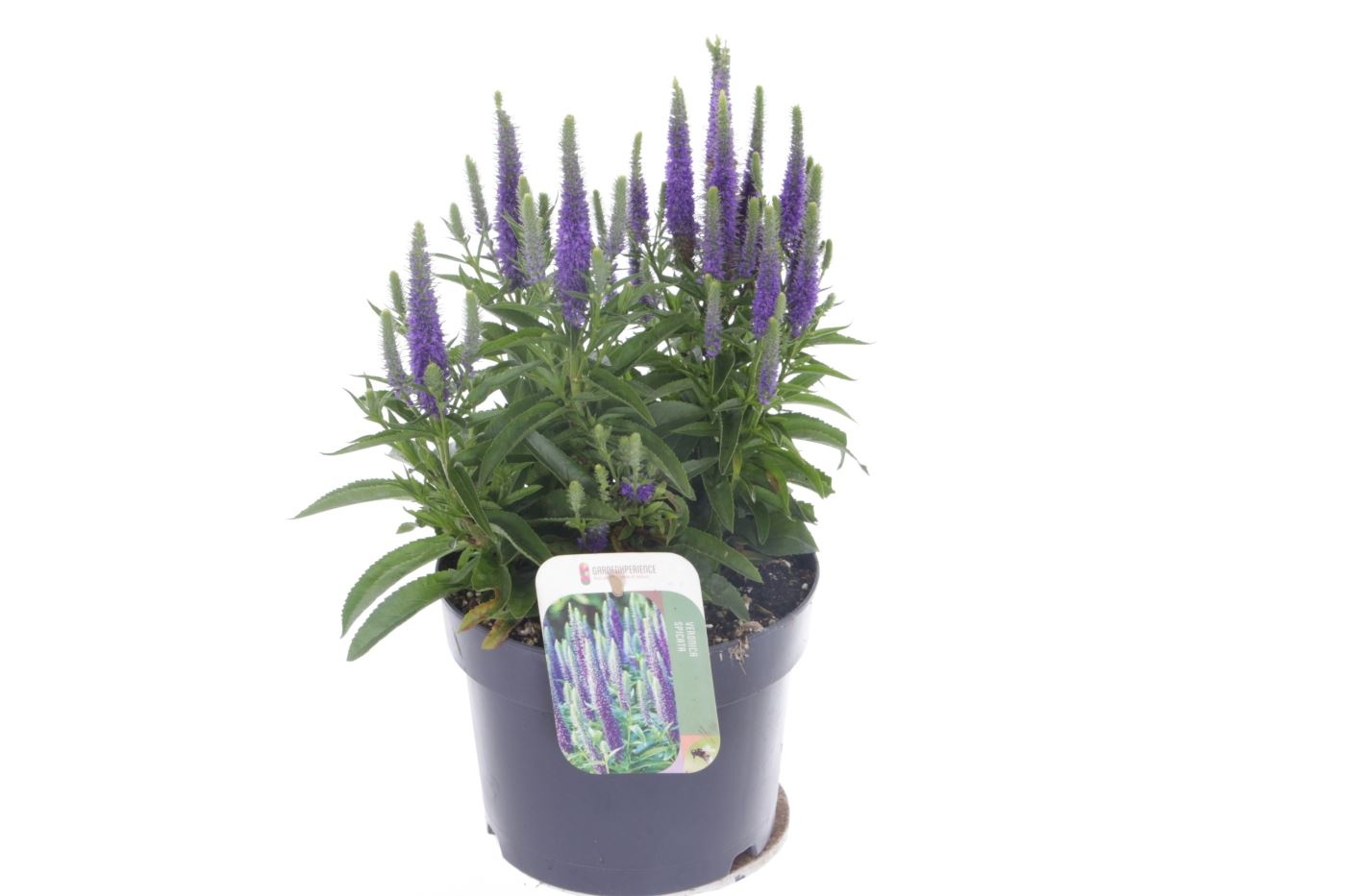 Veronica spicata Royal Candles, D 17
