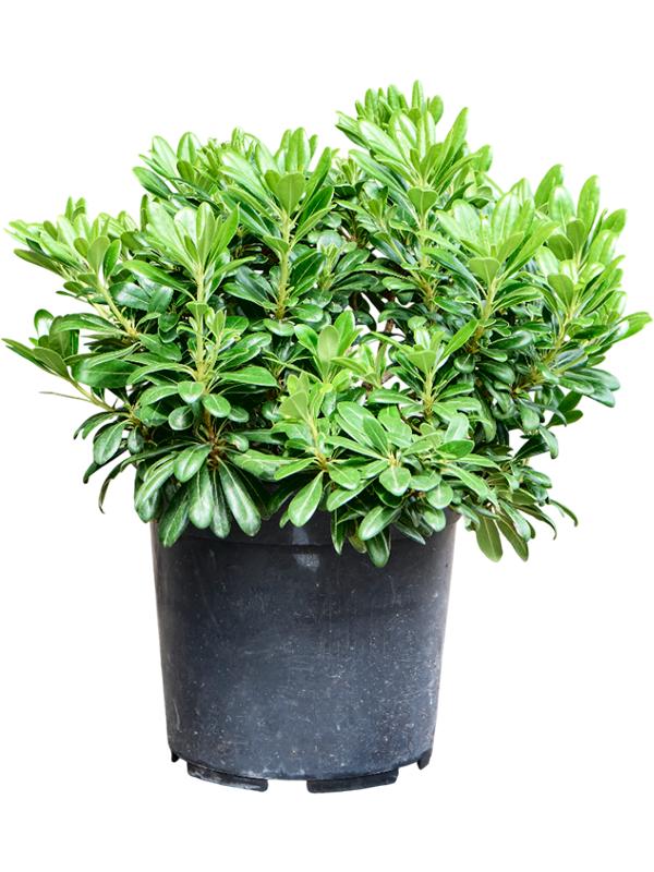 Pittosporum tobira 'Nana', D 25