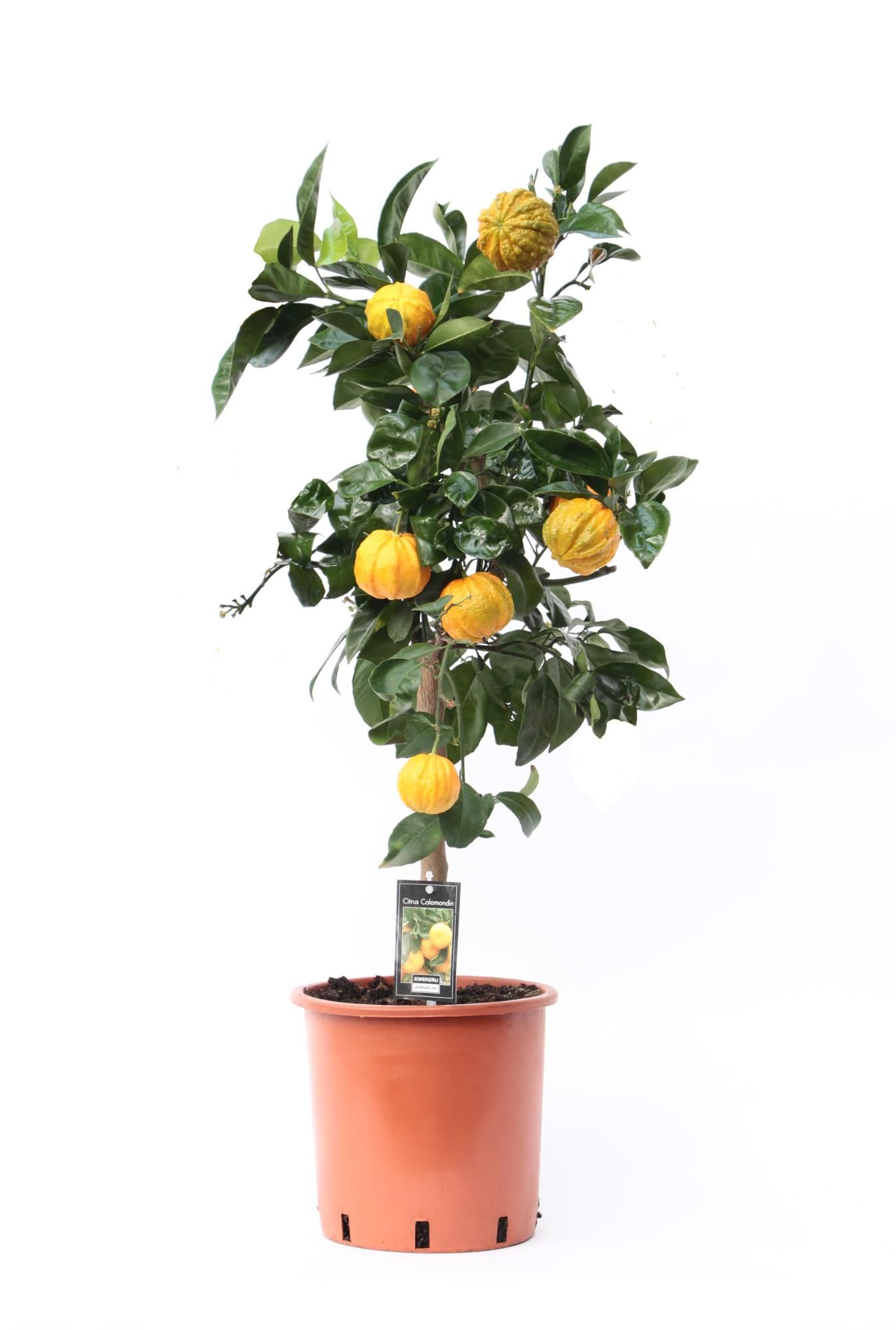Citrus Canaliculata, D 22