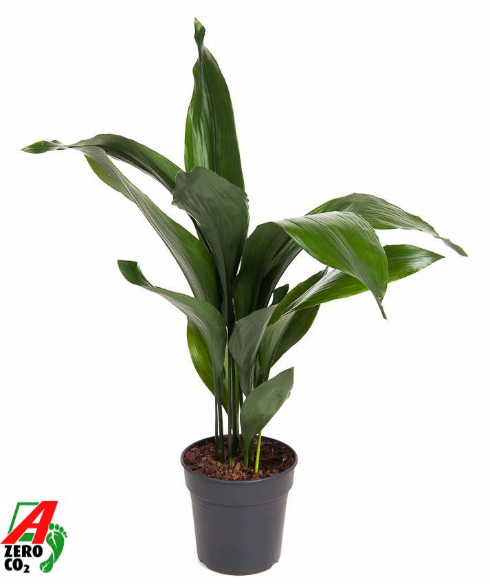 Aspidistra Elatior P19, D 19