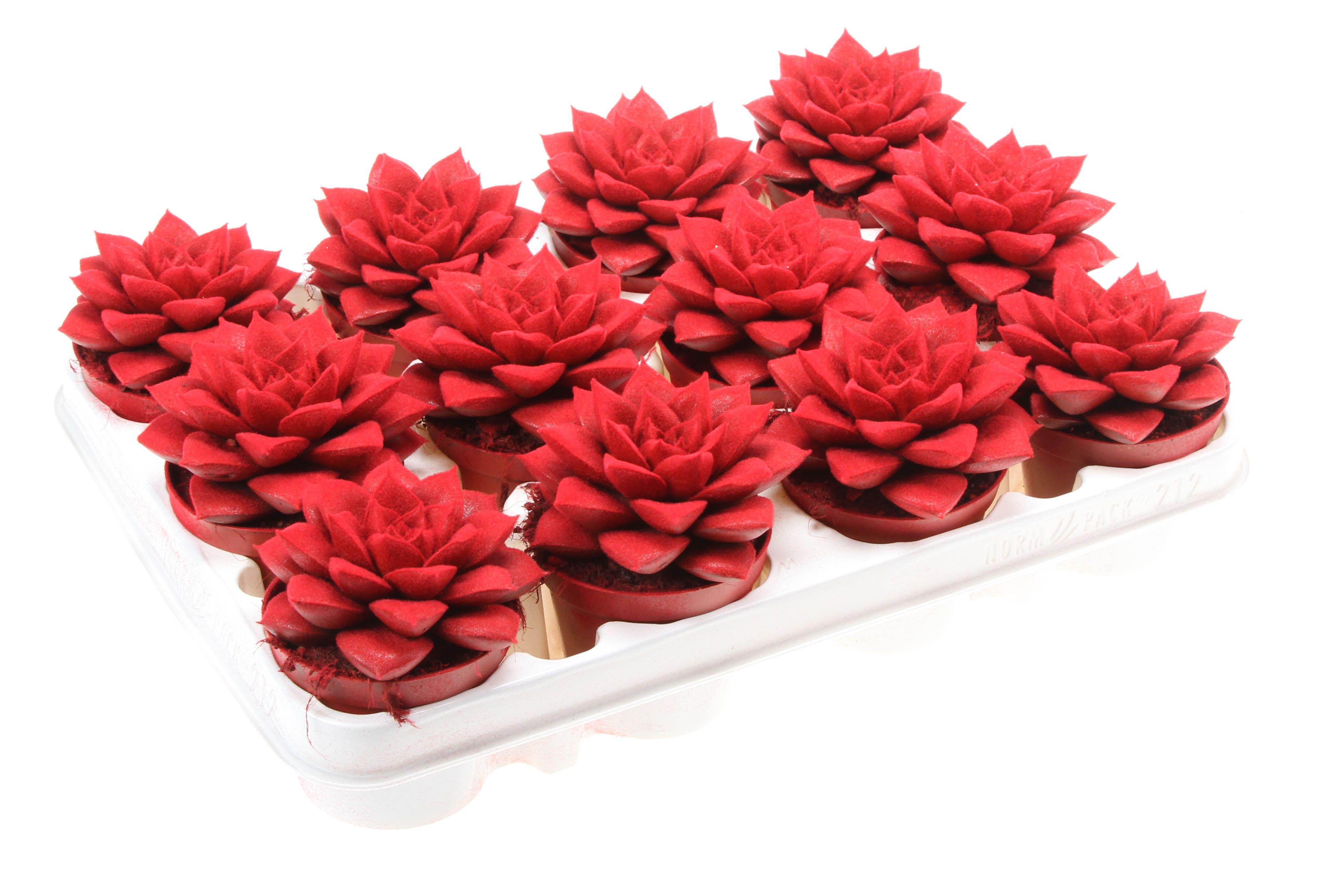 Purper velvet red, D 8,5