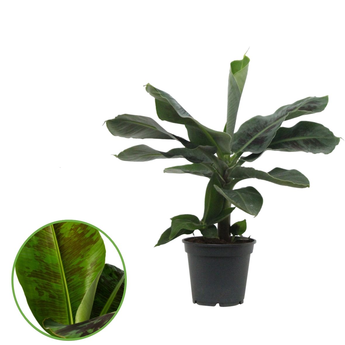 Musa Oriental Dwarf, D 17