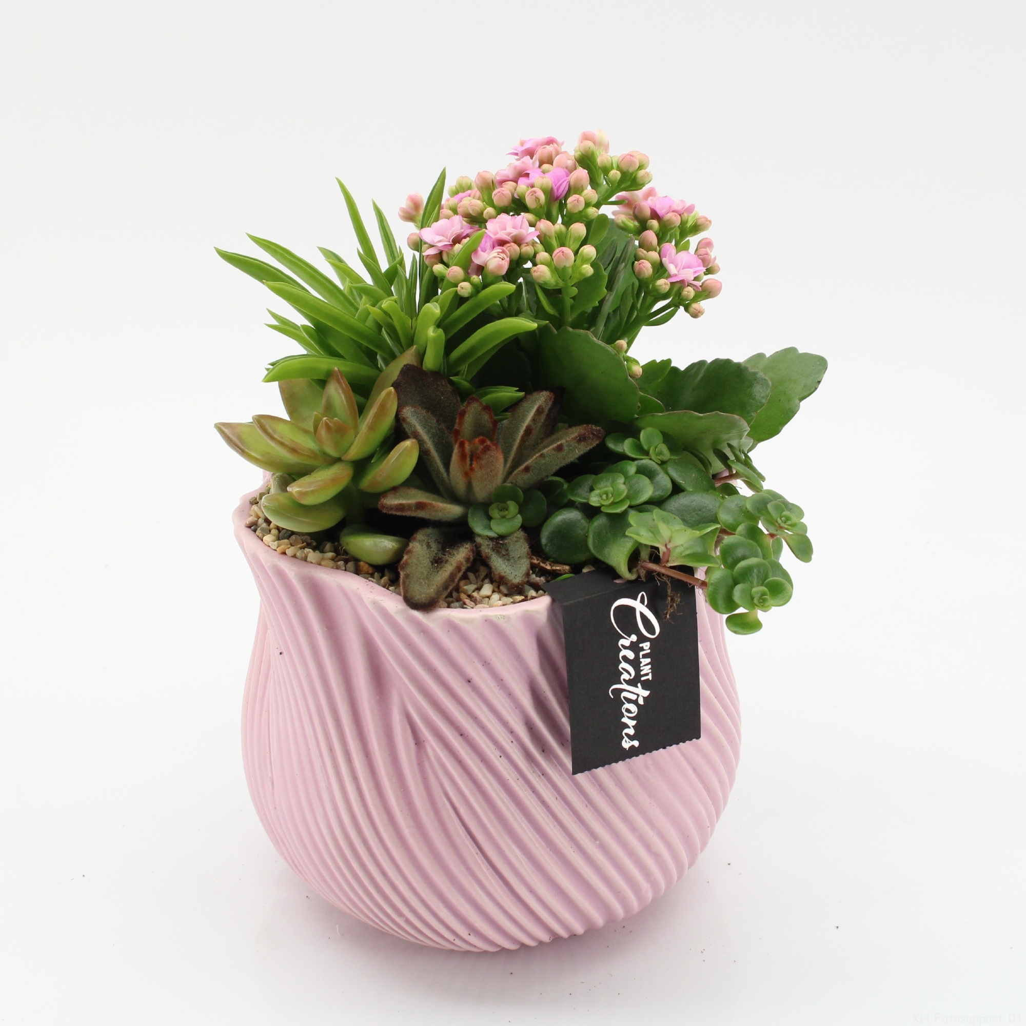 SECR-2619 Summer Essentials Colors, D 15