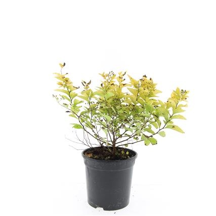 Spiraea jap. 'Golden Princess', D 14 cm