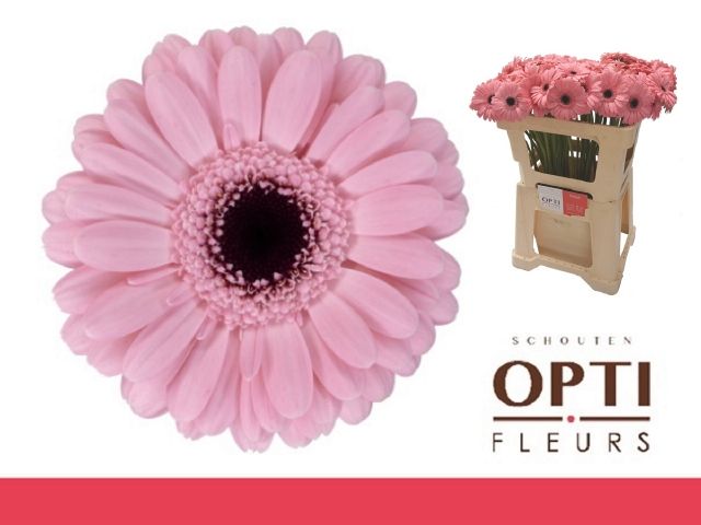 Гермини Смарт, шт.