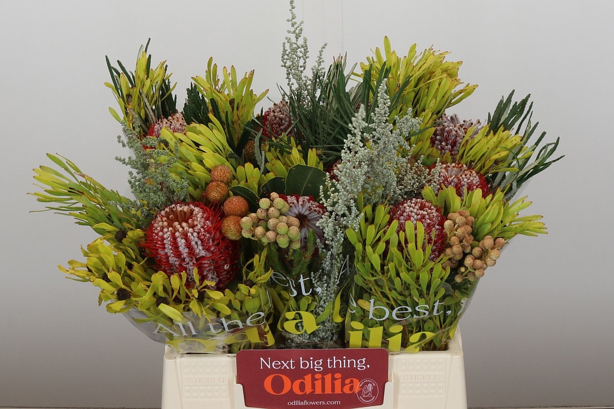 Банксия Овериг большеголовая 40, шт.