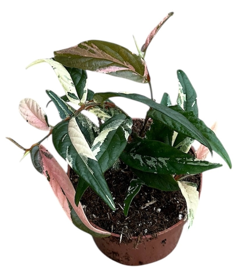 Ficus Sagittata Variegata Pink, D 9