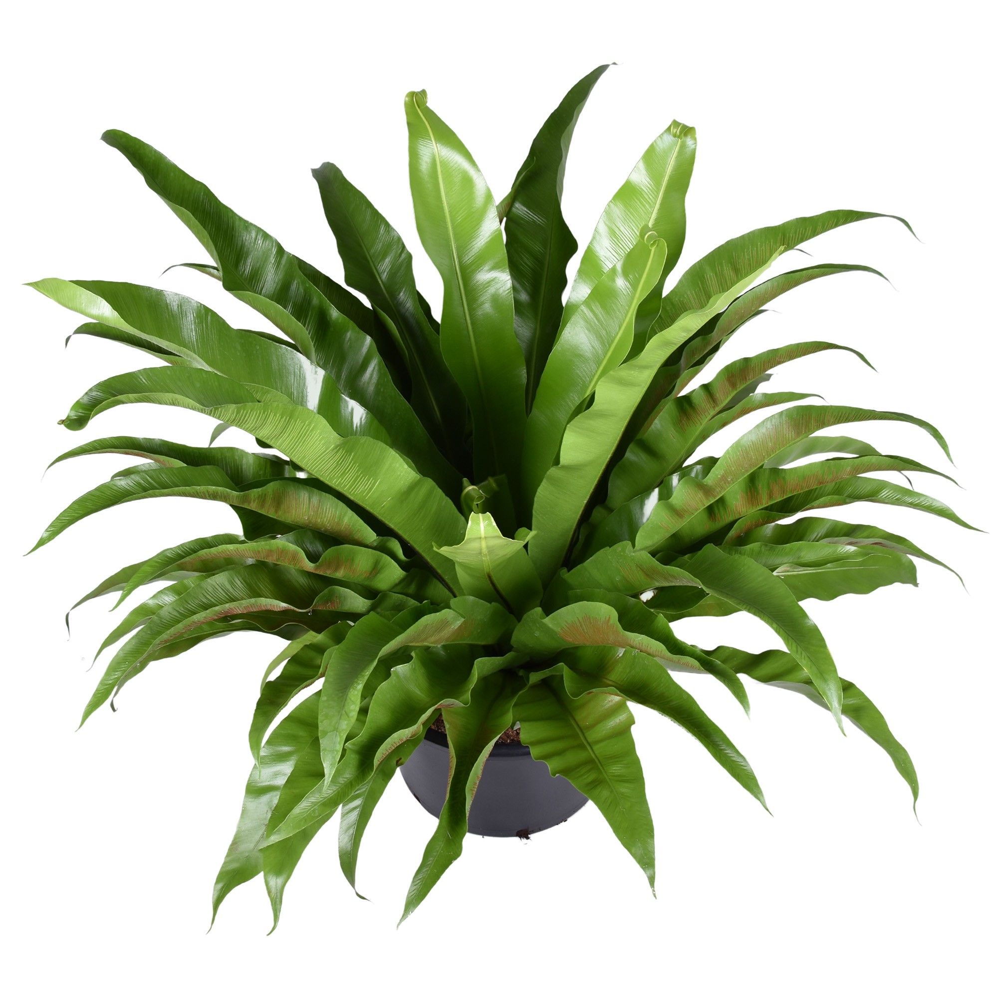 Asplenium antiquum, D 37