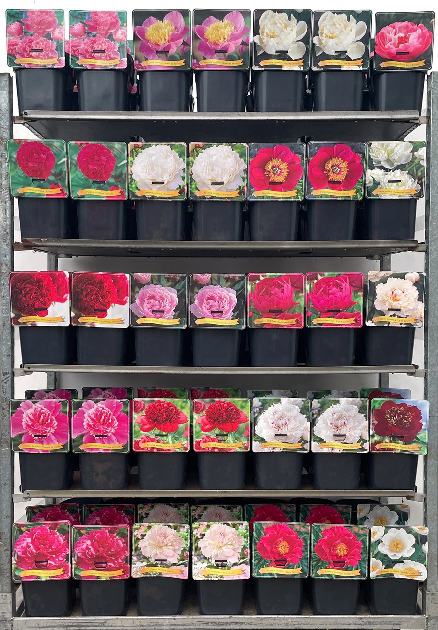 Paeonia lactiflora Mix CC C5, D 21