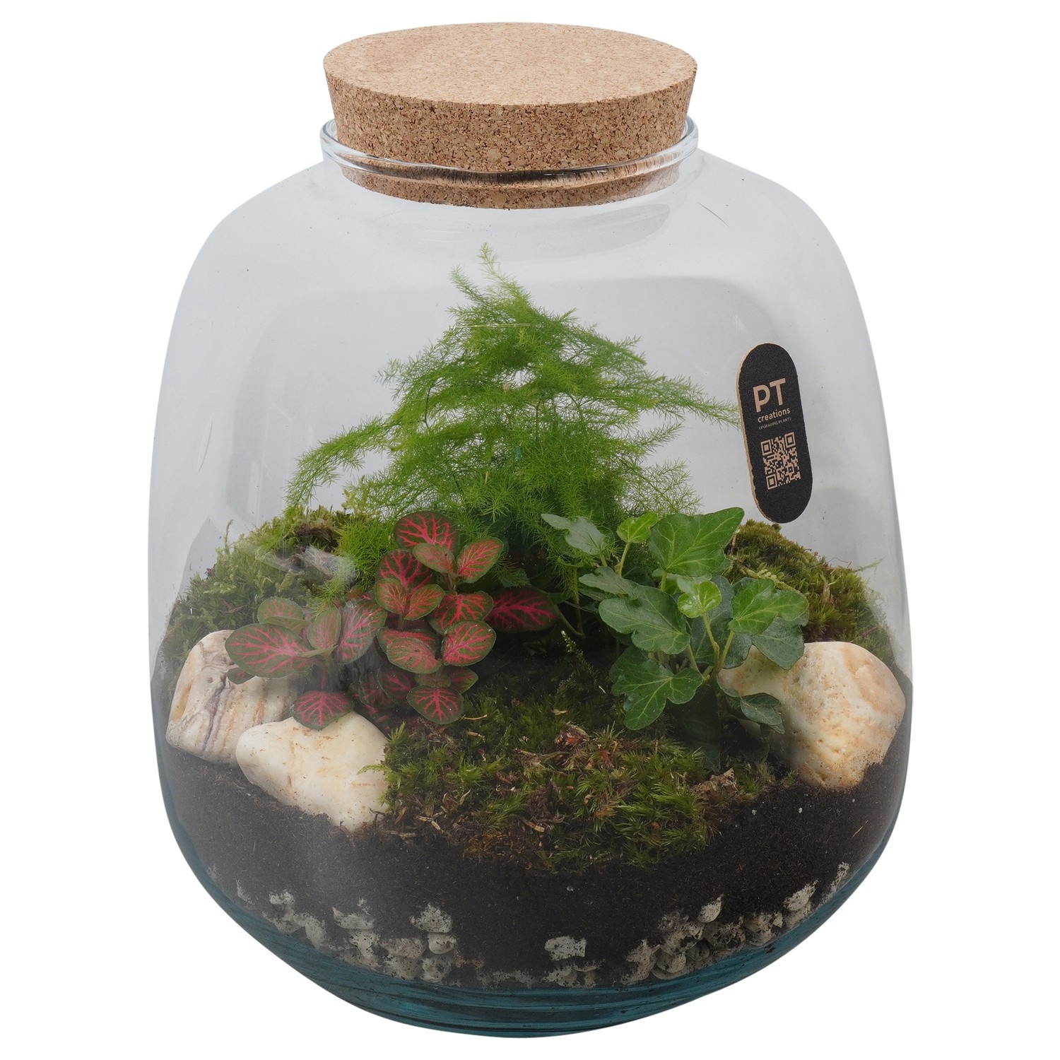 PTTER8128 Arrangement terrarium in glazen terrarium, D 23