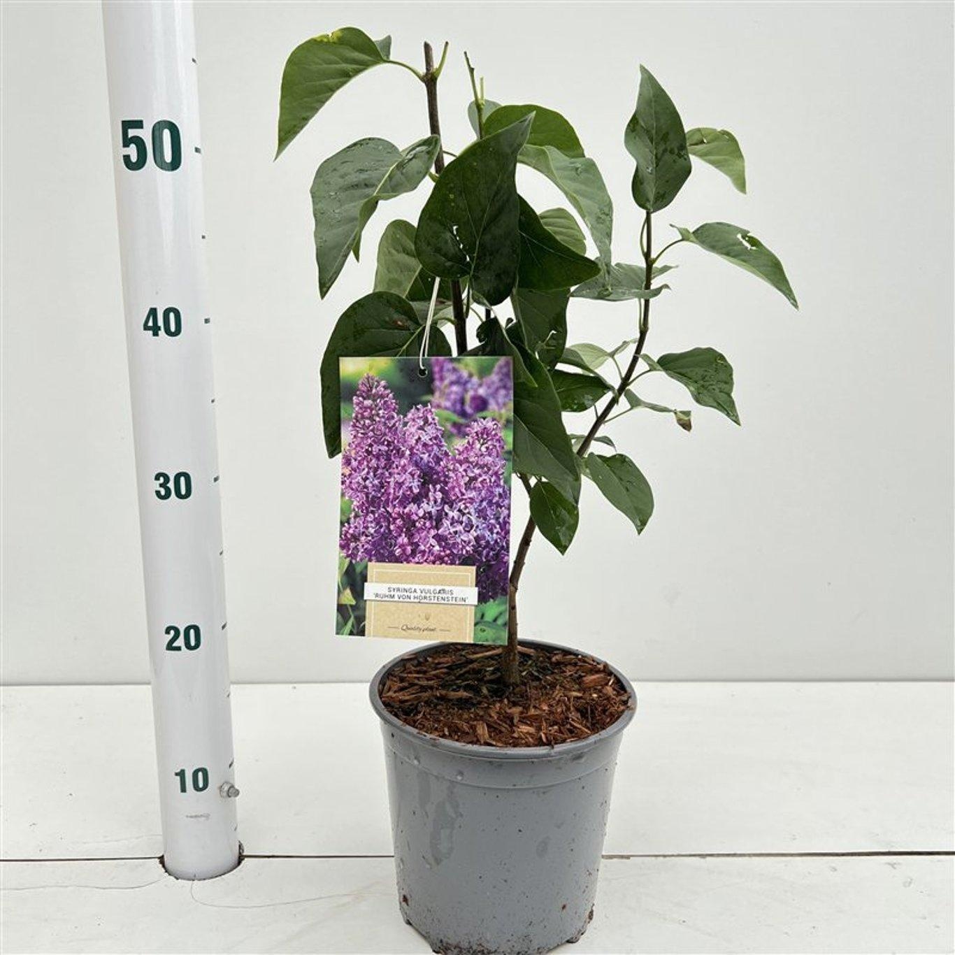 Syringa vulg. 'Ruhm von Horstenstein', D 17 cm