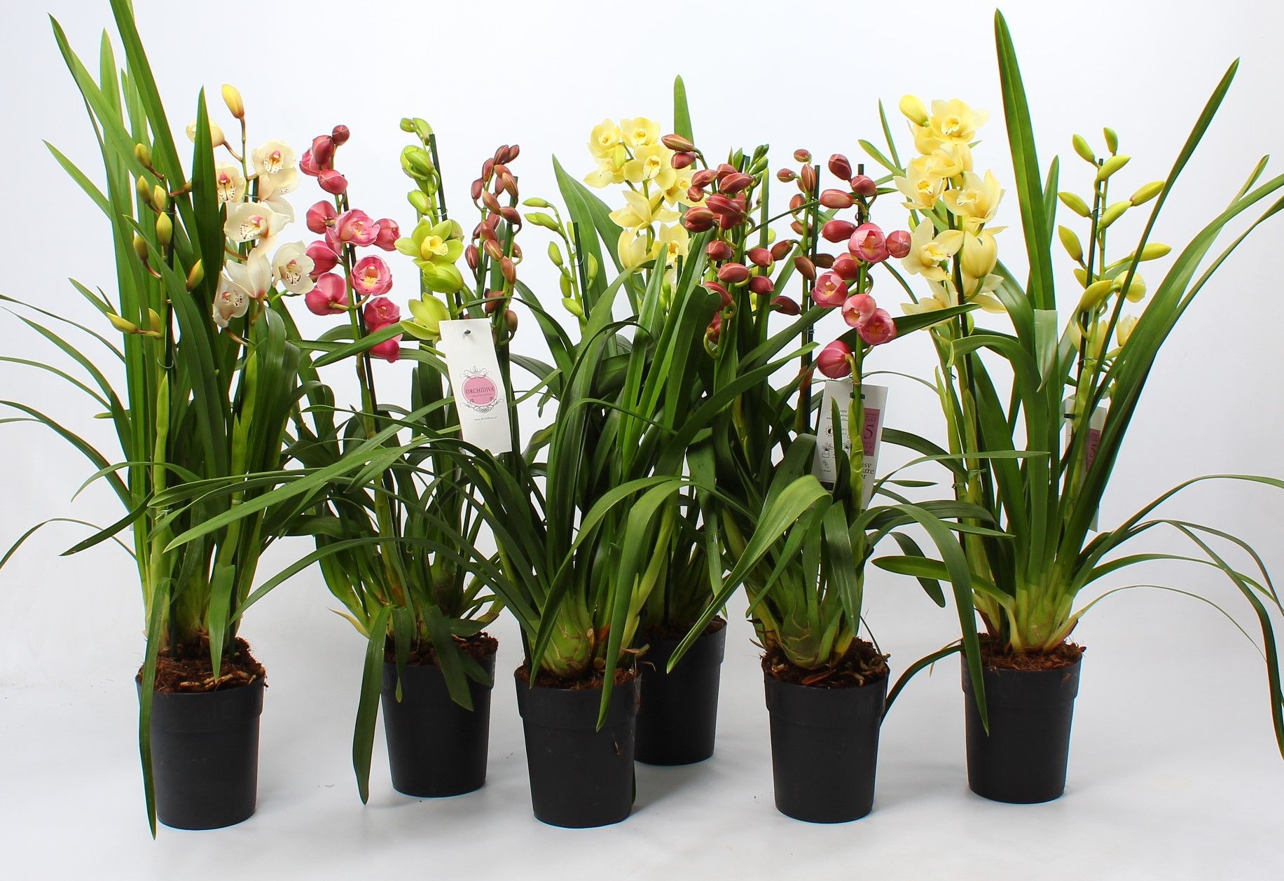 Cymbidium Kerst mix 3-4 tak, D 14