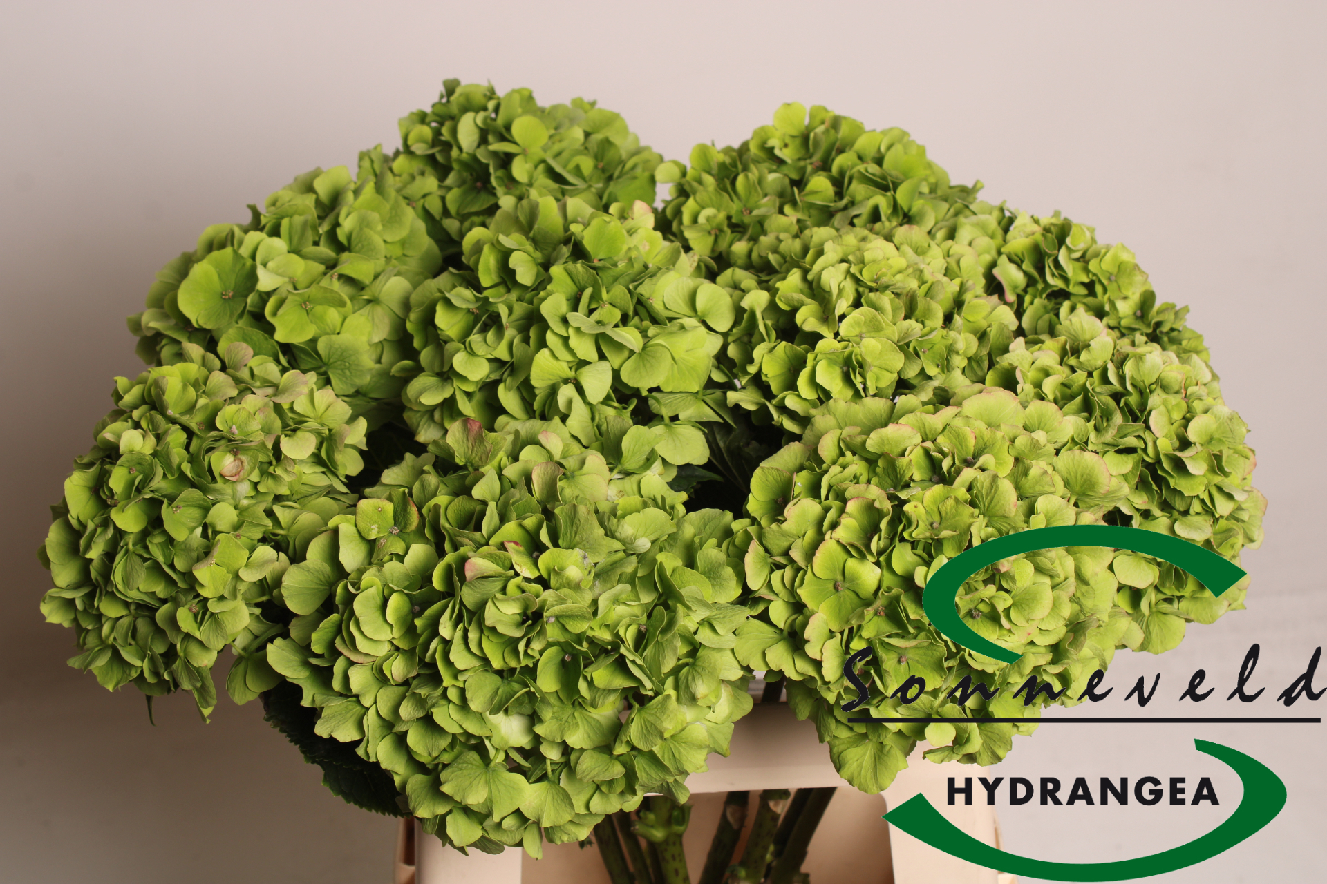 Гортензия Верена Классик 60 (зелено-красн.), шт.