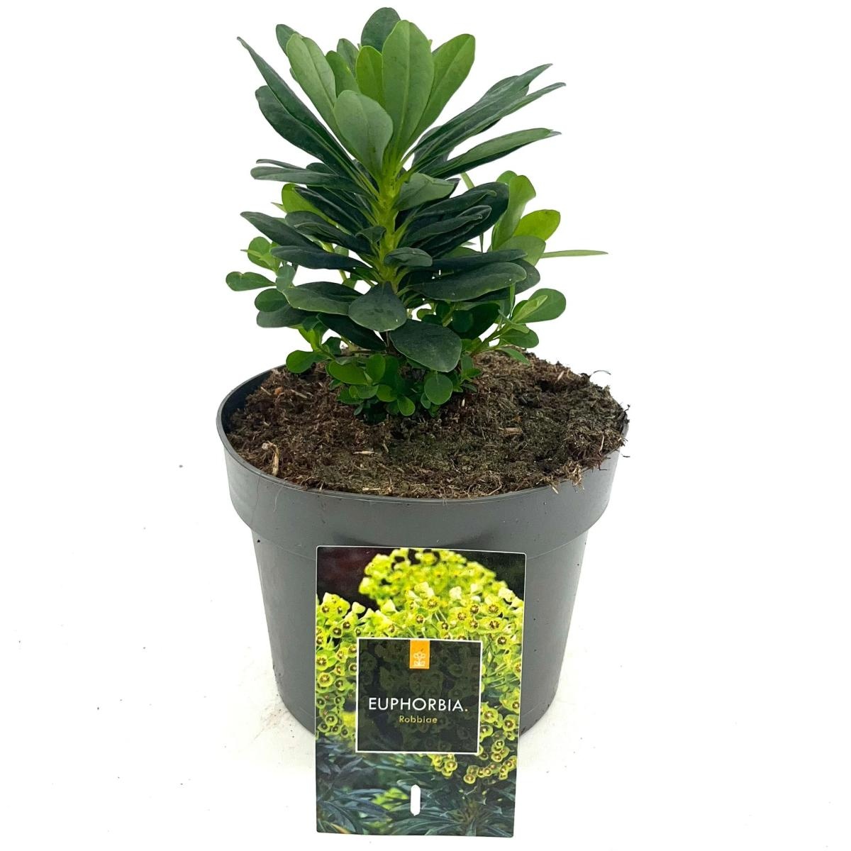 Euphorbia amygdal. robbiae, D 17 cm