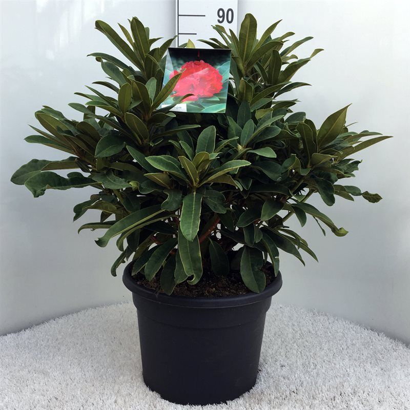 Rhodo. 'Wilgen's Ruby' red/pink, D 37