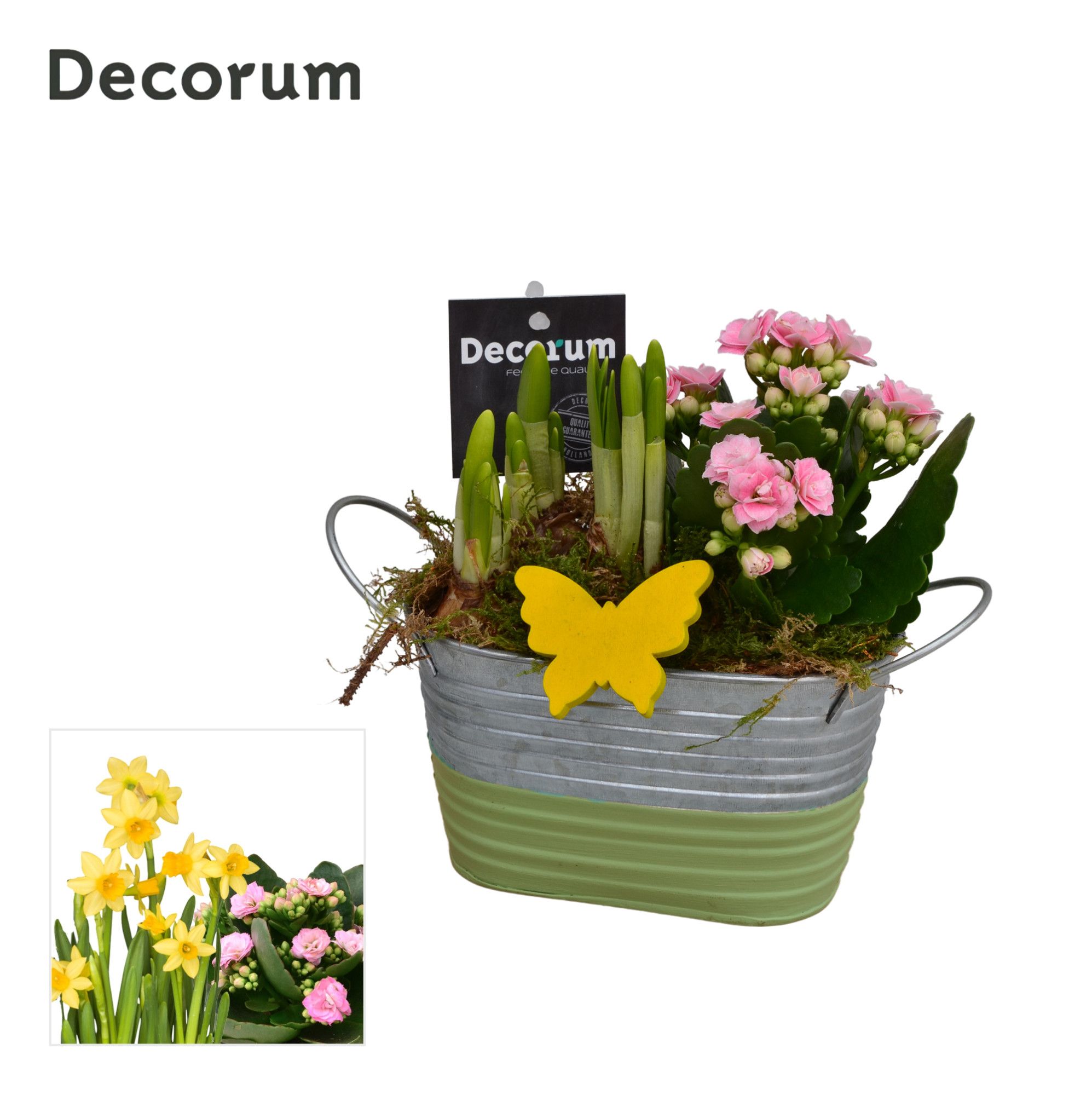 Calandiva & Narcis Duo Zink GM HL21707, D 15