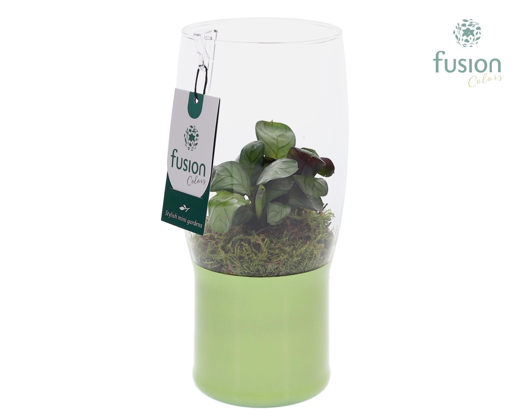 Green Bottle Tulp vaas klein met Calathea, D 12