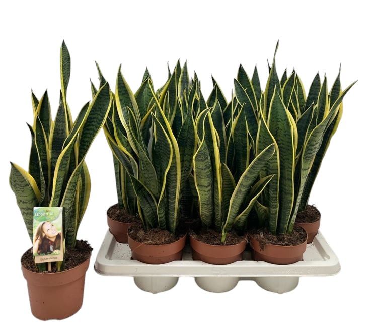 Sansevieria Laurentii, D 14