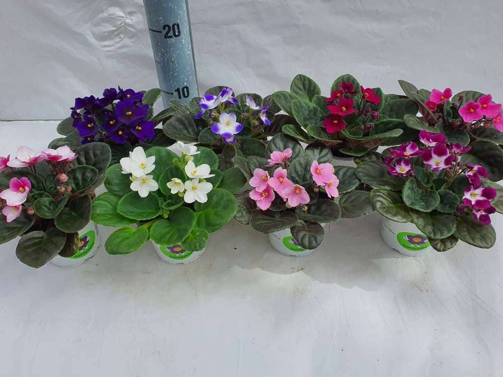 Saintpaulia ionantha Mixlage, D 10