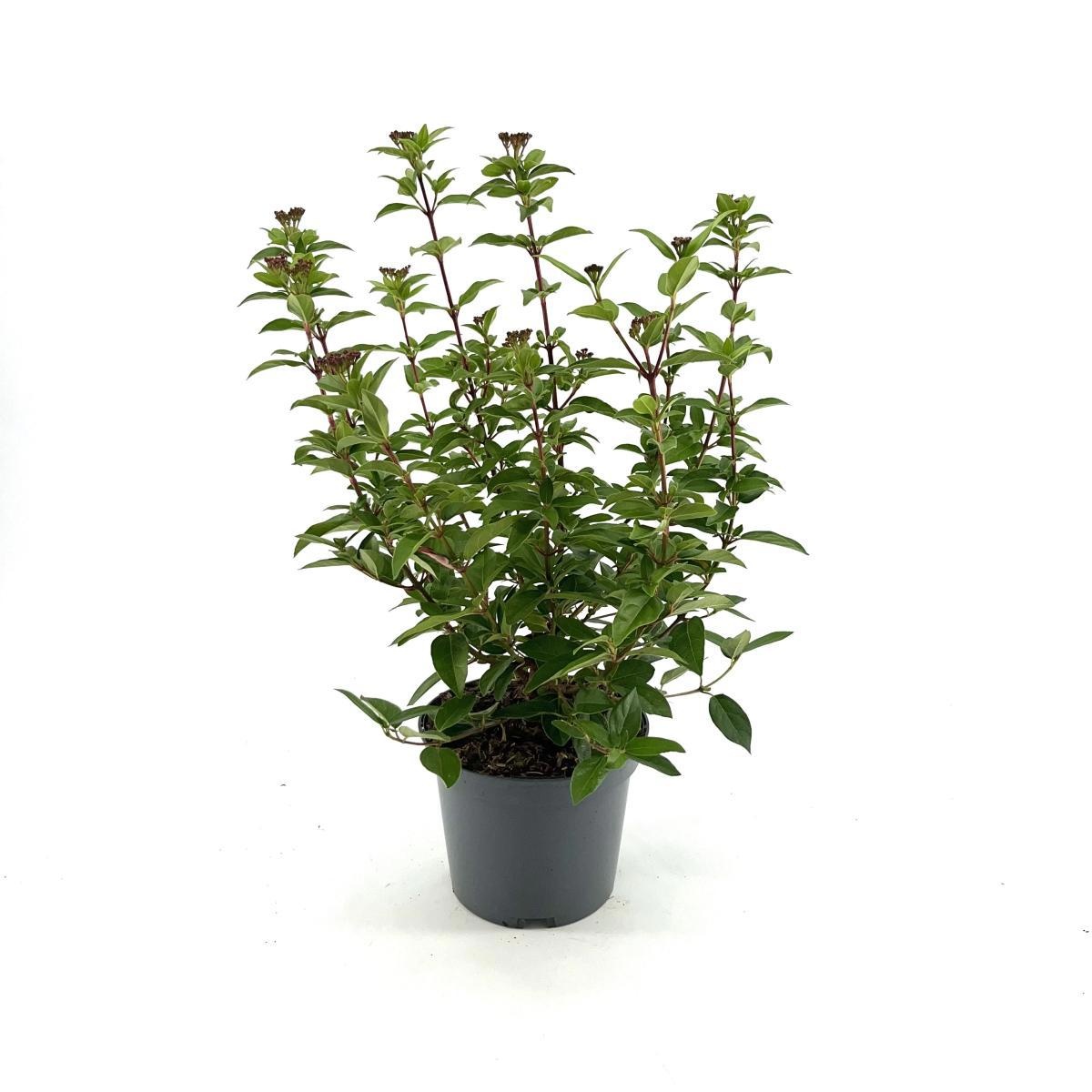 Viburnum tin. 'Eve Price', D 17